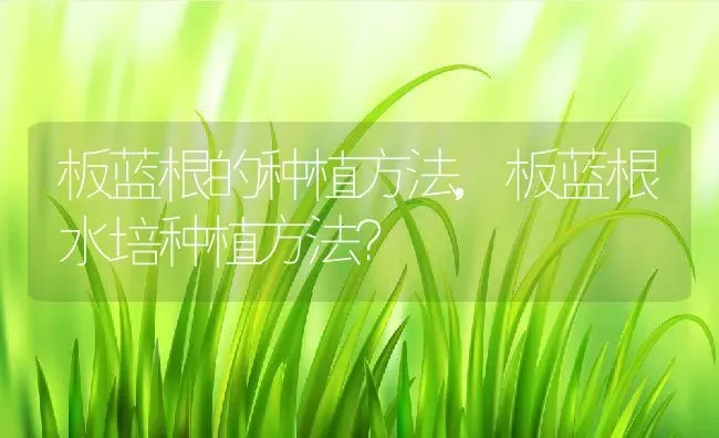 板蓝根的种植方法,板蓝根水培种植方法？ | 养殖科普