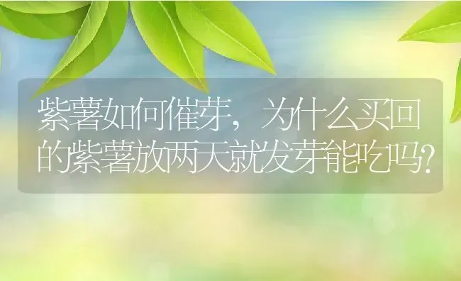 紫薯如何催芽,为什么买回的紫薯放两天就发芽能吃吗？ | 养殖科普