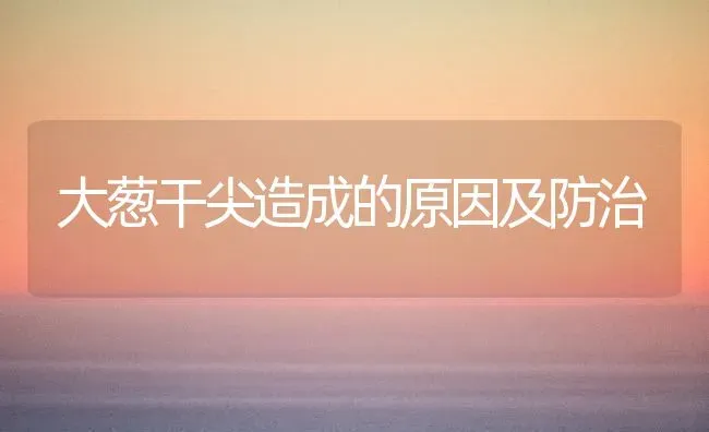 大葱干尖造成的原因及防治 | 养殖技术大全