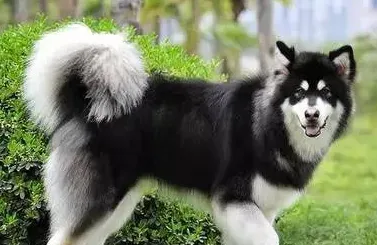 成年阿拉斯加犬体重,阿拉斯加成犬体重一般是多少？