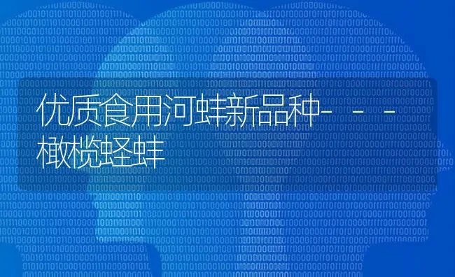 优质食用河蚌新品种---橄榄蛏蚌 | 养殖技术大全