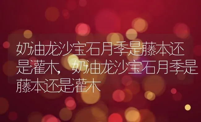 奶油龙沙宝石月季是藤本还是灌木,奶油龙沙宝石月季是藤本还是灌木 | 养殖科普