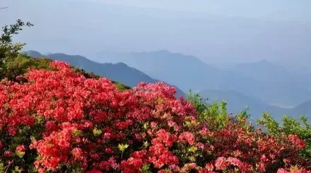 杜鹃花什么季节开花,杜鹃花的花期几月？