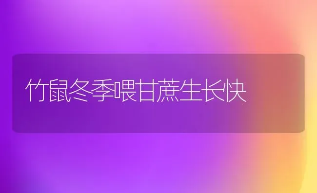 竹鼠冬季喂甘蔗生长快 | 养殖知识