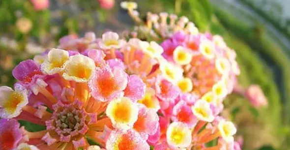洋绣球花能在室内养吗,洋绣球花冬天放室内好吗？