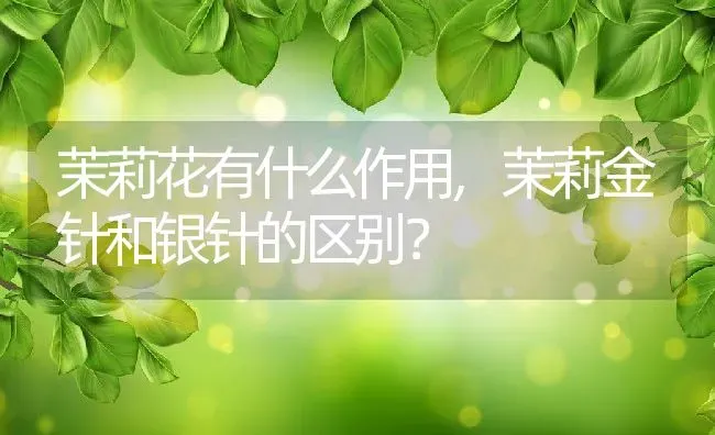 茉莉花有什么作用,茉莉金针和银针的区别？ | 养殖科普