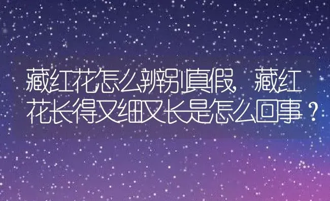 藏红花怎么辨别真假,藏红花长得又细又长是怎么回事？ | 养殖科普