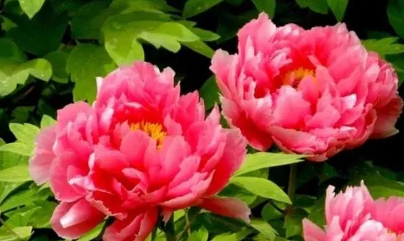 中国的国花确定了吗,中国的国花是什么几月定的？