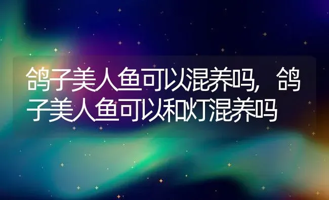 鸽子美人鱼可以混养吗,鸽子美人鱼可以和灯混养吗 | 养殖科普