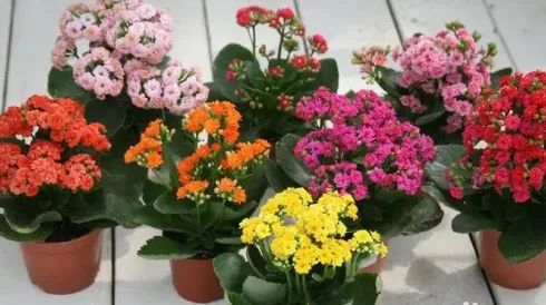长寿花怎么养,长寿花如何养？