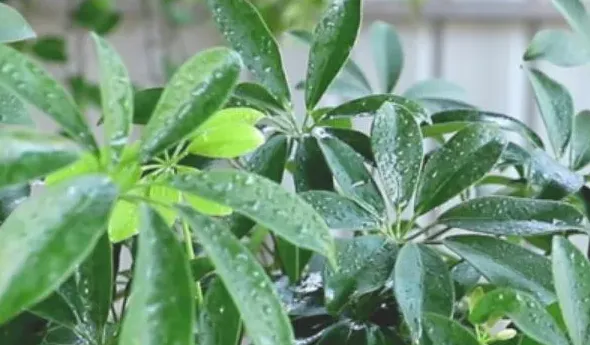 鸭脚木是什么植物,鸭掌木是招财树吗？