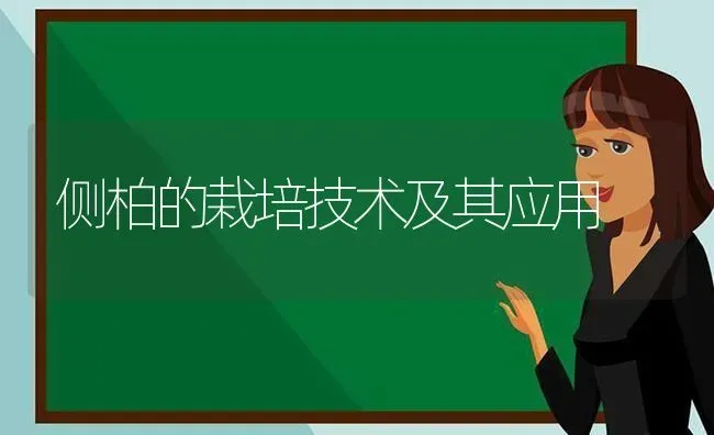 侧柏的栽培技术及其应用 | 养殖知识