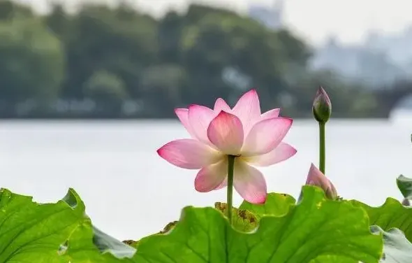 莲花的象征意义,荷花的寓意？