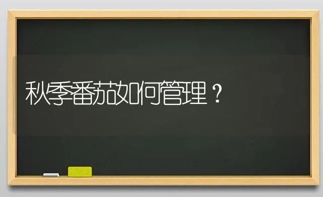 秋季番茄如何管理? | 养殖知识