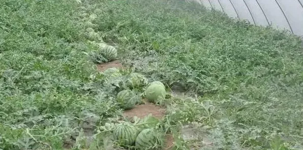 露地西瓜种植管理技术要点 | 农广天地