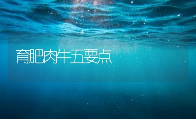 育肥肉牛五要点 | 养殖知识