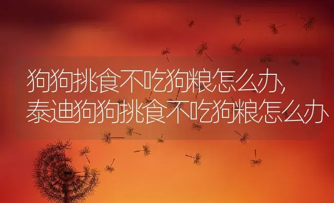 狗狗挑食不吃狗粮怎么办,泰迪狗狗挑食不吃狗粮怎么办 | 养殖资料