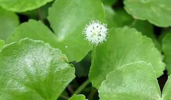 香菇草和金钱草一样吗 | 三农知识