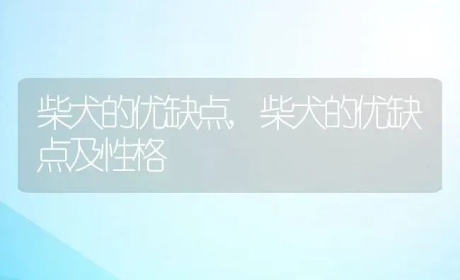 柴犬的优缺点,柴犬的优缺点及性格 | 养殖资料