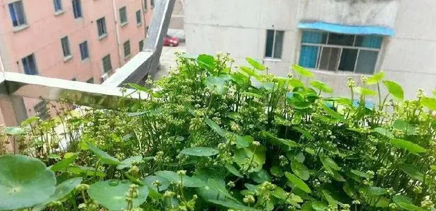 铜钱草开花吗花期长的什么样子,铜钱草的花？