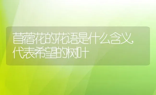 苜蓿花的花语是什么含义,代表希望的树叶 | 养殖学堂