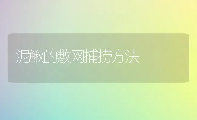 泥鳅的敷网捕捞方法 | 养殖技术大全