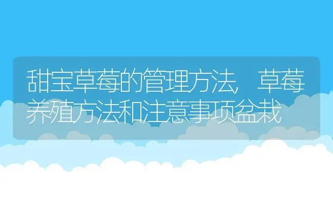 甜宝草莓的管理方法,草莓养殖方法和注意事项盆栽 | 养殖学堂