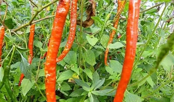 辣椒水对植物有伤害吗 | 妙招大全