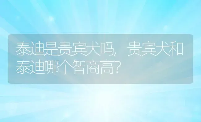 泰迪是贵宾犬吗,贵宾犬和泰迪哪个智商高？ | 养殖学堂