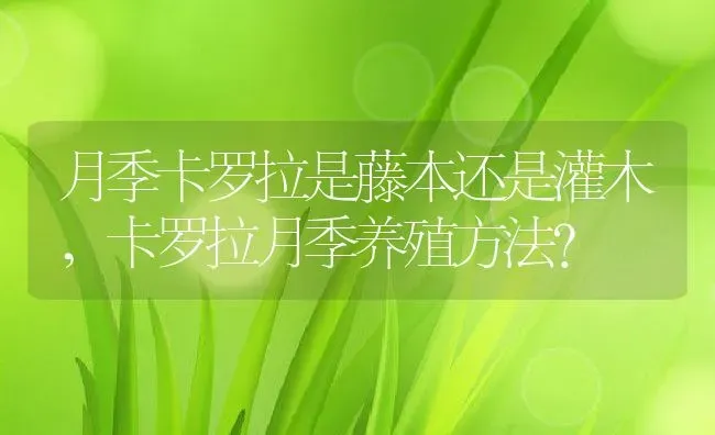 月季卡罗拉是藤本还是灌木,卡罗拉月季养殖方法？ | 养殖科普