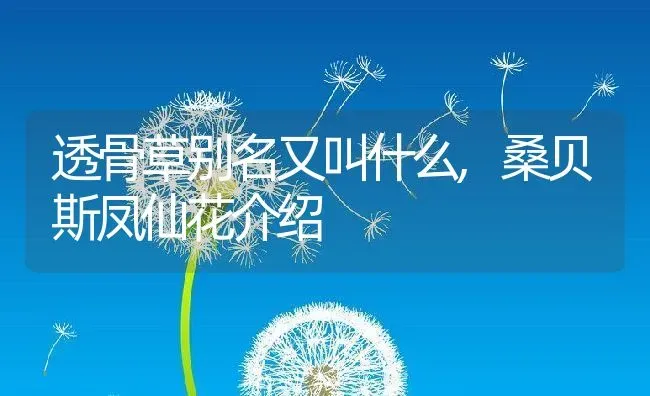 透骨草别名又叫什么,桑贝斯凤仙花介绍 | 养殖学堂