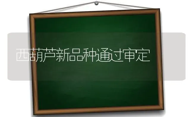 西葫芦新品种通过审定 | 养殖技术大全