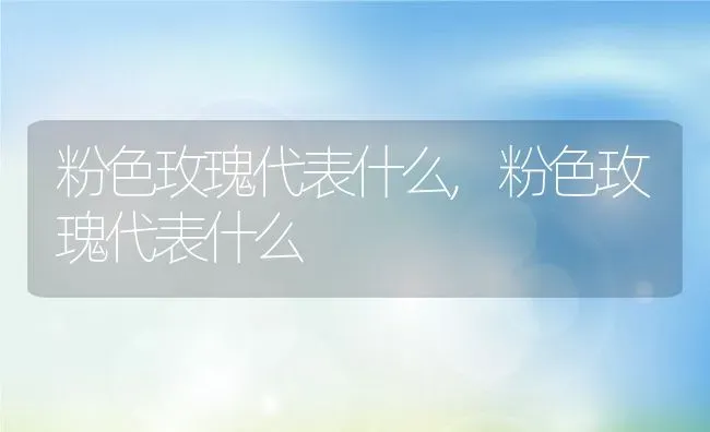 粉色玫瑰代表什么,粉色玫瑰代表什么 | 养殖科普