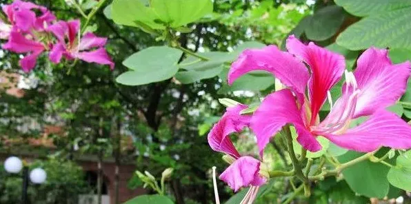 紫荆花可以种在院子里吗 | 三农知识