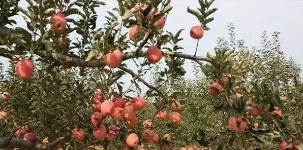 矮化苹果树早衰的原因有哪些?如何正确应对? | 生活妙招