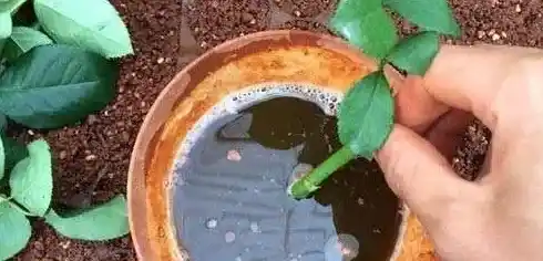 月季什么时候扦插最好,月季花什么时候扦插？