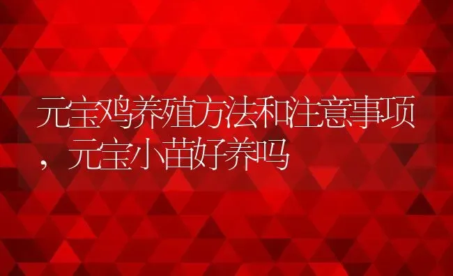 元宝鸡养殖方法和注意事项,元宝小苗好养吗 | 养殖学堂