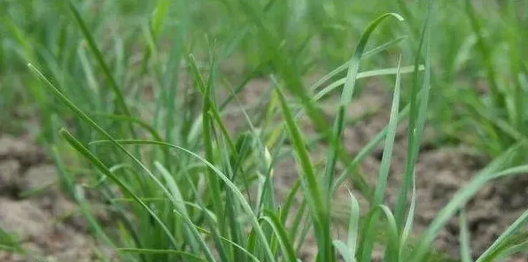 种植韭菜如何收割？这四大要点需注意！ | 三农知识