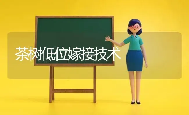 茶树低位嫁接技术 | 养殖技术大全