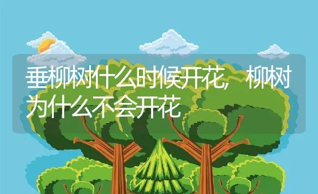 垂柳树什么时候开花,柳树为什么不会开花 | 养殖学堂