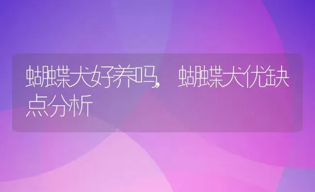 蝴蝶犬好养吗,蝴蝶犬优缺点分析 | 养殖资料