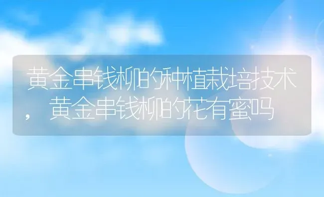 黄金串钱柳的种植栽培技术,黄金串钱柳的花有蜜吗 | 养殖学堂