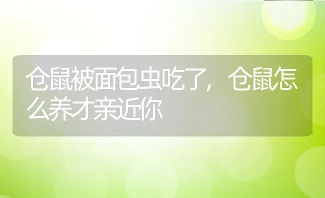 仓鼠被面包虫吃了,仓鼠怎么养才亲近你 | 养殖科普