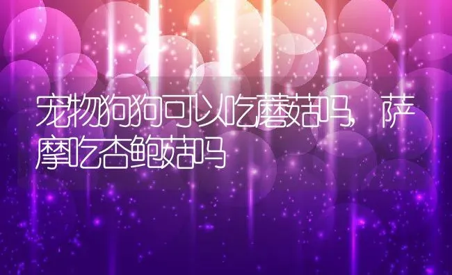 宠物狗狗可以吃蘑菇吗,萨摩吃杏鲍菇吗 | 养殖学堂