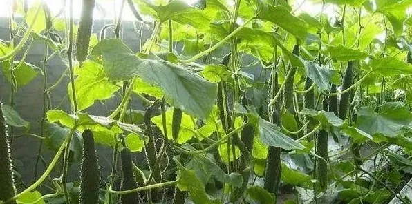 夏季种植黄瓜管理注意什么 | 生活常识