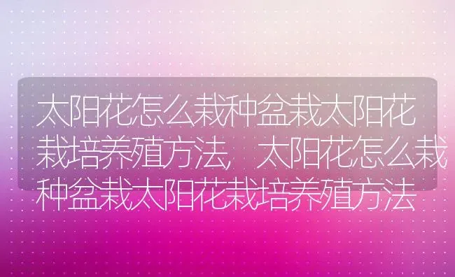 太阳花怎么栽种盆栽太阳花栽培养殖方法,太阳花怎么栽种盆栽太阳花栽培养殖方法 | 养殖科普