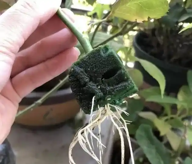 月季什么时候扦插最好,月季花什么时候扦插？