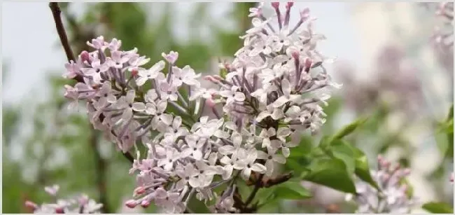 丁香植物是什么样子 | 生活常识