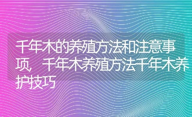 千年木的养殖方法和注意事项,千年木养殖方法千年木养护技巧 | 养殖学堂