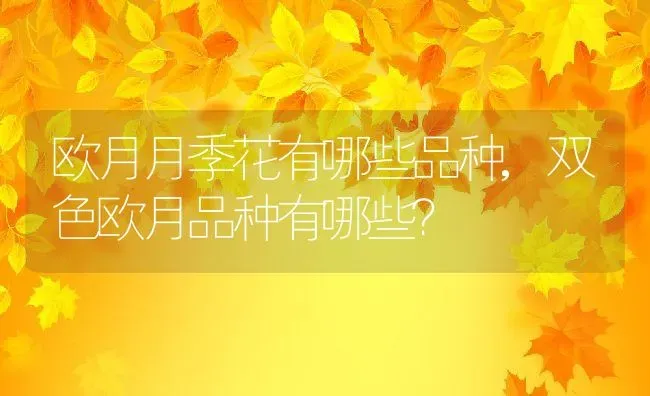 欧月月季花有哪些品种,双色欧月品种有哪些？ | 养殖学堂